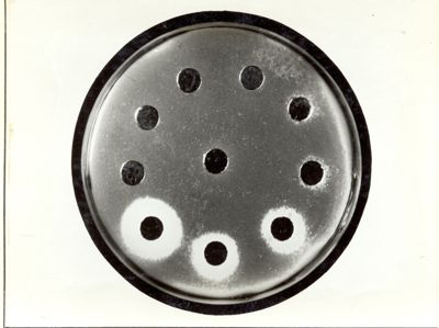 Micro dosaggio di penicillina