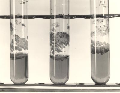 Mycobacterium phlei