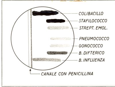 La Penicillina, passata per diffusione dal canale nell'agar, inibisce lo sviluppo dei germi in rapporto al loro differente grado di sensibilità di fronte all'antibiotico (Fleming)