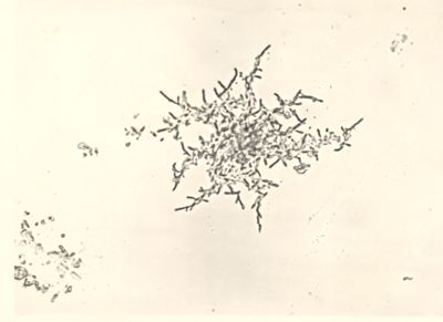 Myco grass bacillus