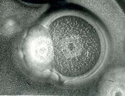 Placca fagica del fago pellegrino
