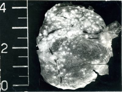 Membrana corioallantoidea di embrione di pollo, inoculata con Myc avium (ceppo cow 18)
