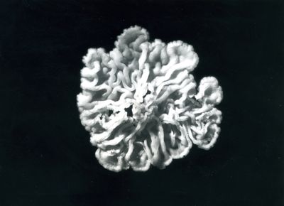 Colonia di Mycobacterium phlei
