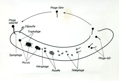 Ciclo di sviluppo dei fagi