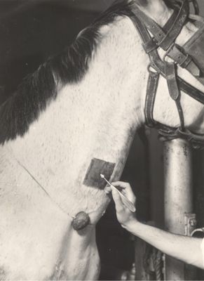 Preparazione per il salasso e salasso di un cavallo