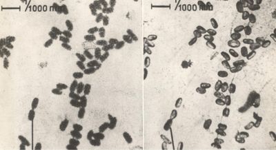 Nascita dei bacilli dalle spore