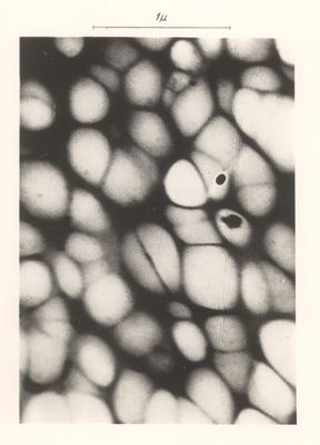 Membrana ultrafiltrante vista all'ultra microscopio
