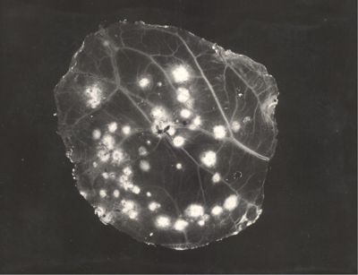 Membrana corion allantoidea con focolai di virus vaccinico