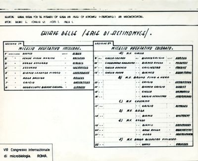 Chiave delle serie di Actinomyces