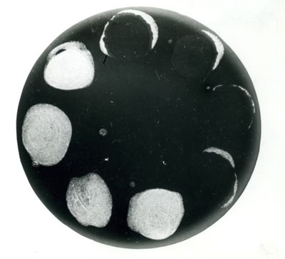 Primi esperimenti di tipizzazione fagica sui microbatteri (ceppo Timoteo e ceppo Smegma)