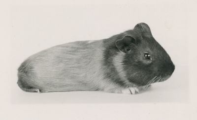 Cavia