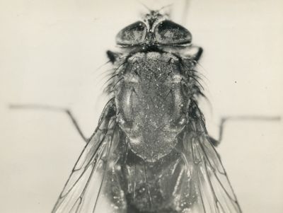 Mosca domestica