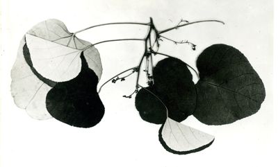 Chondrodendron tomentosum (curaro) (Ruiz et Pavon) Museo di Ginevra