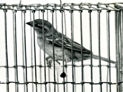 Curari - attività negli uccelli (passero). 302 I.S. - 200 mg/Kg