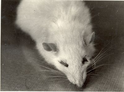 Immagini di ratto trattato cronicamente con Bromuro di Sodio