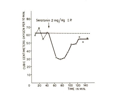 Metabolismo serotonina