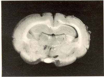 Lesioni delle strutture profonde del cervello del coniglio