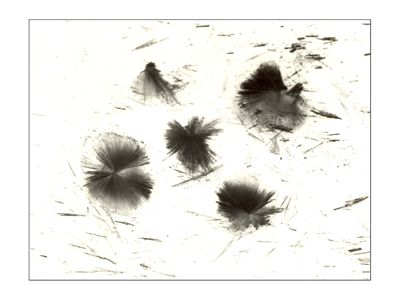 Immagini dei cristalli di tartrato (+ -) 621