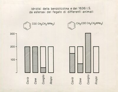 Azione degli esterasici sulla Benzoilcolina