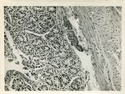 Presenza di glicogeno negli intestini di coniglio