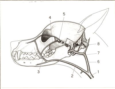 Circolazione venosa nella testa del cane