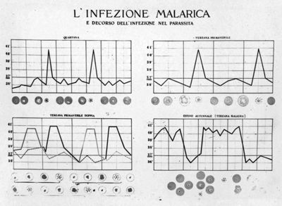 Diagramma riguardante l'infezione malarica e decorso dell'infezione nel parassita