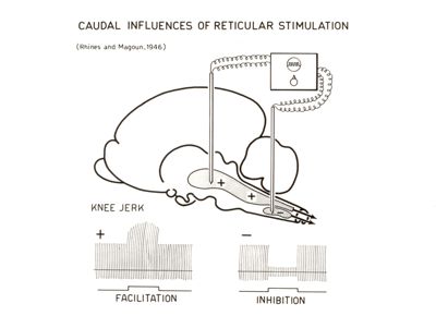 Influenze caudiali della stimolazione reticolare