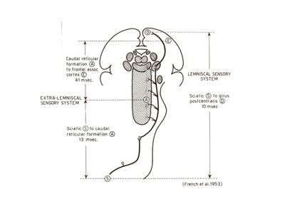 Schema delle vie sensitive nel cervello