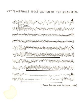 Azione del Pentobarbital sul gatto