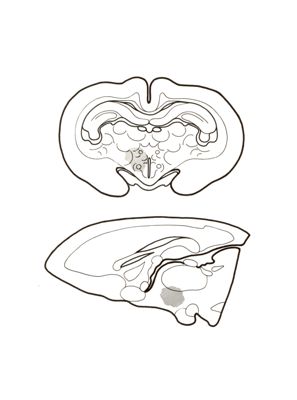 Sezioni di cervello di coniglio