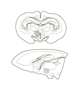 Diagramma semischematico di cervello di coniglio