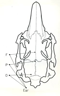 Schema di un cranio di coniglio