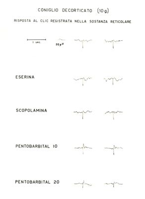 Tracciati elettroencefalografici di coniglio