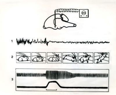 Stimolazione dell'ipotalamo del coniglio