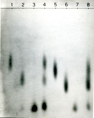 Solvente butanolo - Acido acetico - Acqua - Cromatografia di naringenina e floretine - derivati