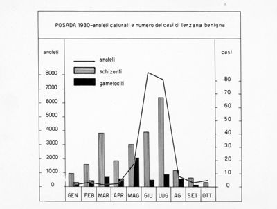 Diagramma riguardante il numero degli anofeli catturati nel 1930 a Posada e il numero dei casi di terzana benigna