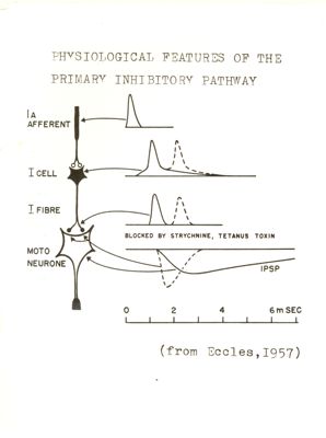 Grafici riguardanti le vie eccitatorie e inibitorie spinali