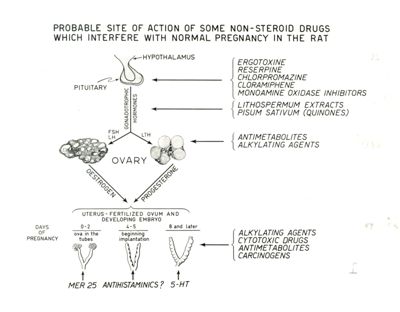 Valutazione dei risultati delle esperienze di screening di vari derivati e meccanismo di alcuni farmaci dotati di azione nociva sulla gravidanza del ratto