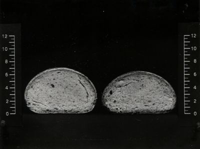 Pane con bromati e persolfati (sinistra). Pane normale di confronto (destra). I pani sono trattati con farina al 10 % di mais giallo