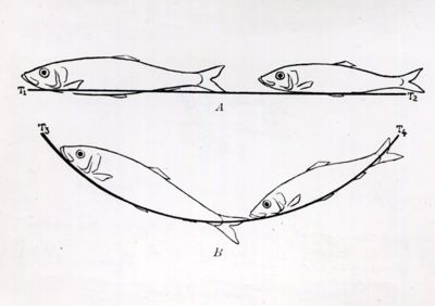 Disegno per dimostrare come il piano curvilineo meglio si addica ad aringhe di diversa grandezza