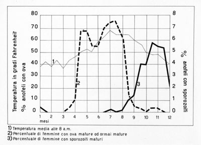 Diagramma riguardante la curva degli anofeli infetti in Olanda
