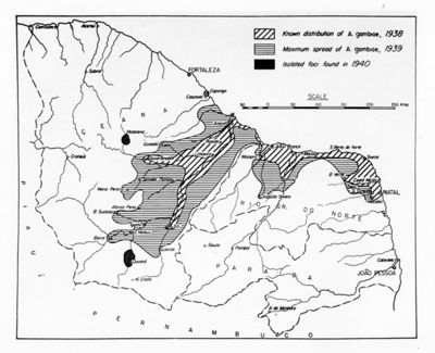 Grafico raffigurante la diffusione delle Anopheles gambiae nel Brasile