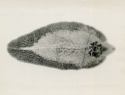 Fasciola epatica