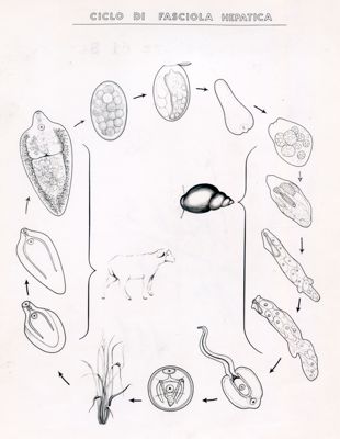 Ciclo di Fasciola Hepatica