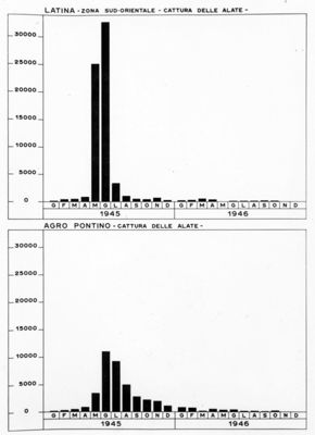 Diagramma riguardante la cattura delle alate a Latina e Agro Pontino negli anni 1945-46