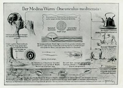 Biologia del verme di Medina