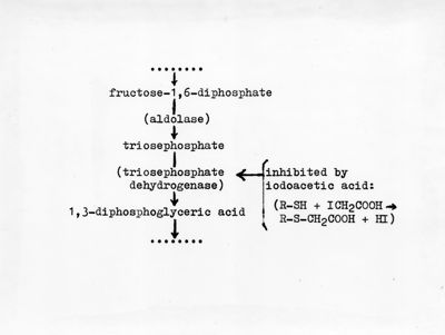 Parte del ciclo glicolitico