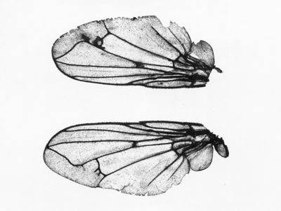 Ali di musca domestica Linnaeus con mutazioni alle nervature