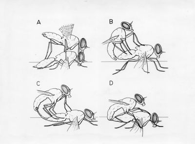 Sistema tracheale, organi della riproduzione, sterniti addominali e accoppiamento nella musca domestica