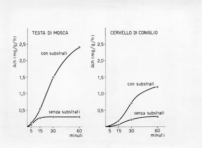 Sintesi di acetilcolina nella testa di musca domestica